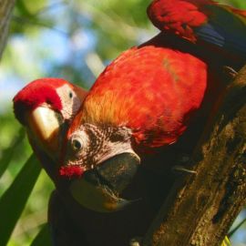 Isolation Is Slow Torture:  A Macaw Conservationist in Costa Rica